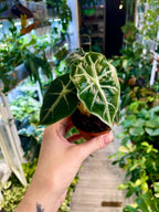 Alocasia Mandalay fi7