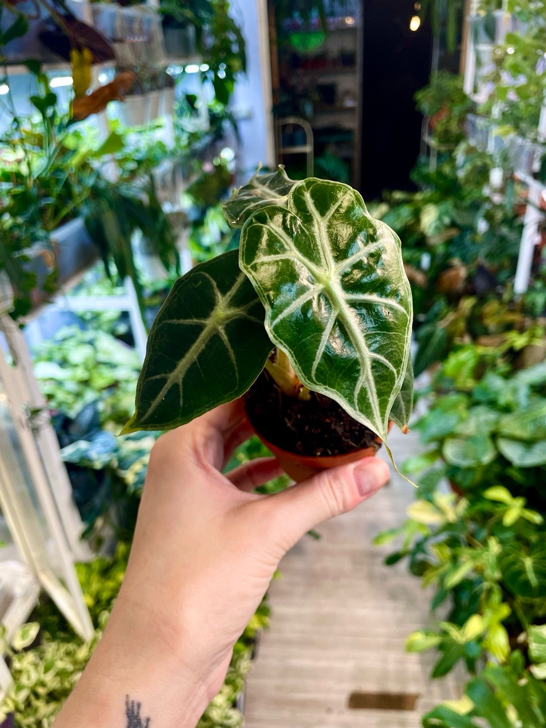 Alocasia Mandalay fi7