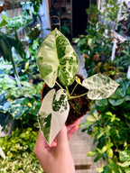 Alocasia Frydek Variegata fi18