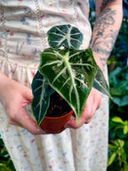 Alocasia Mandalay fi7