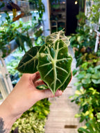 Alocasia Mandalay fi7