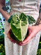Alocasia Frydek Variegata fi18