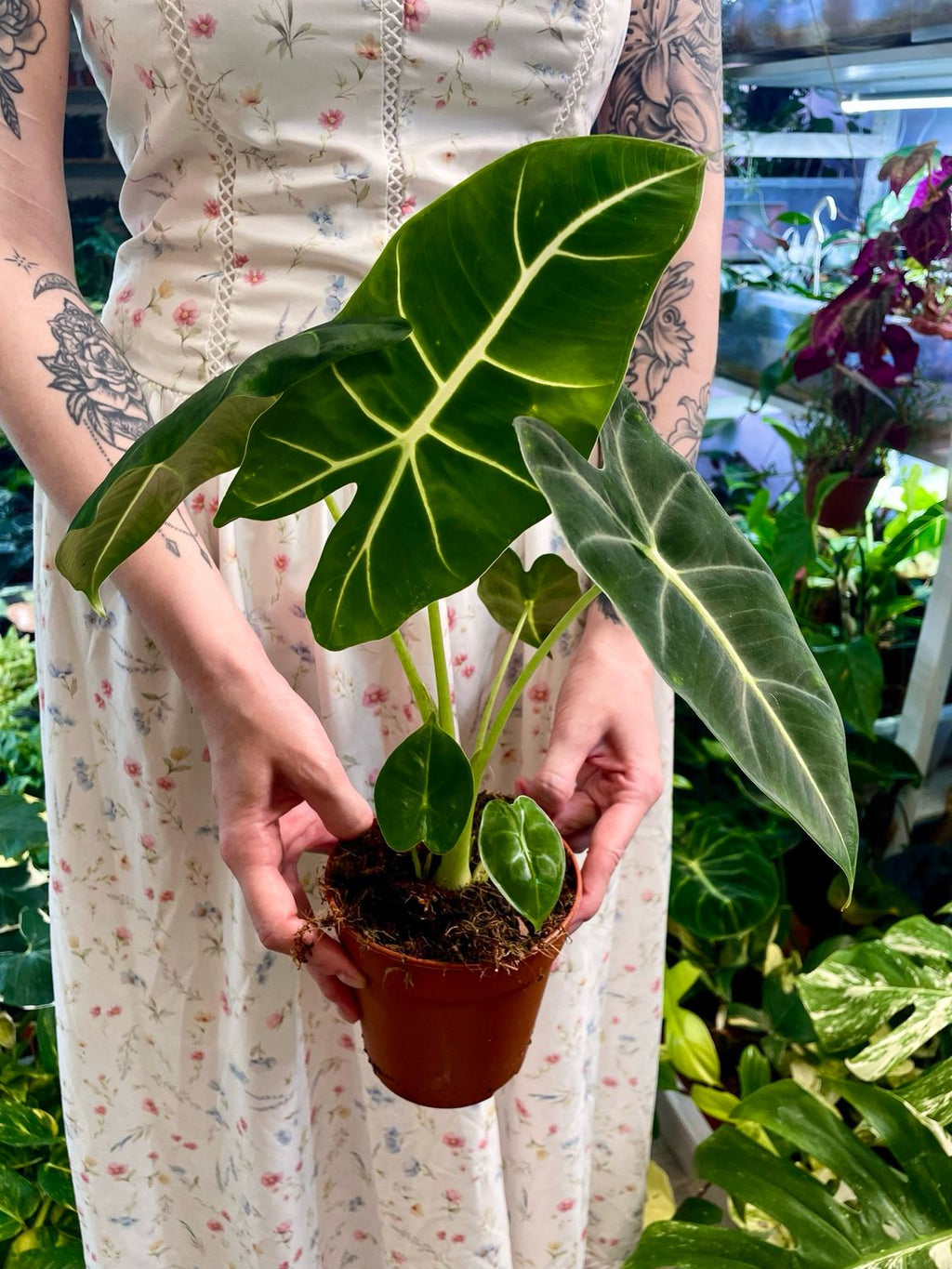 Alocasia Micholitziana Green Velvet (Frydek) 12cm pot