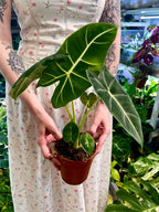 Alocasia Micholitziana Green Velvet (Frydek) 12cm pot