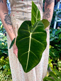Alocasia Micholitziana Green Velvet (Frydek) 12cm pot