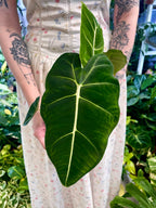 Alocasia Micholitziana Green Velvet (Frydek) 12cm pot
