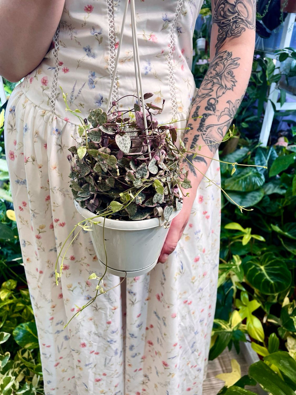 Ceropegia woodii String of Hearts variegated hanging plant, 14cm pot