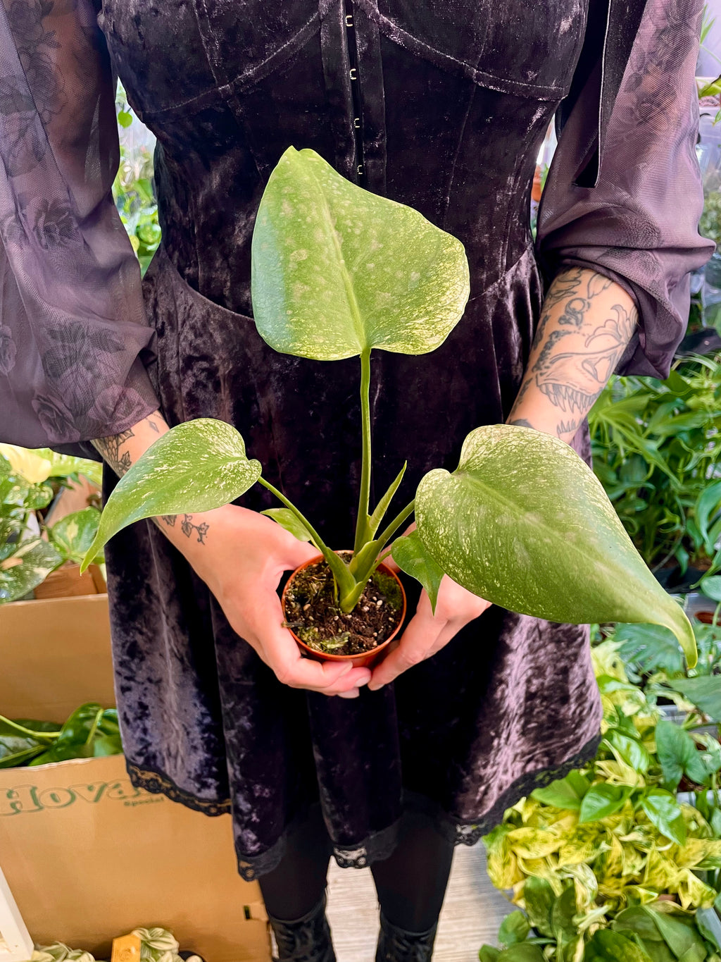 Monstera Devil Monster fi8