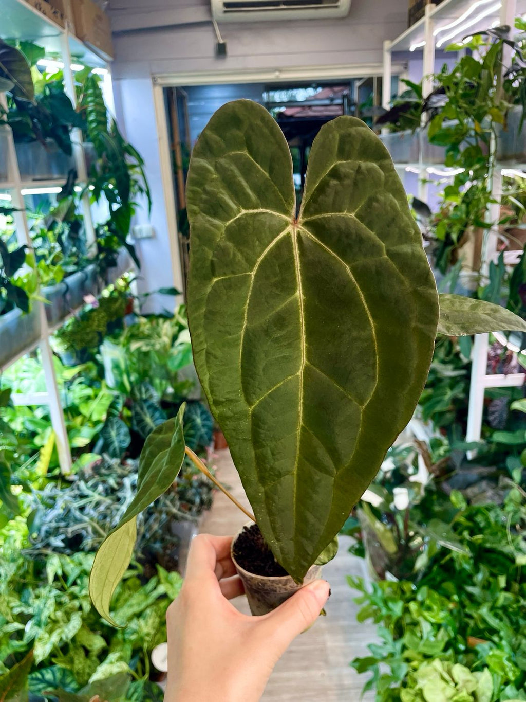 Anthurium Ace of Spades x Papillilaminum fi7