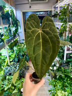Anthurium Ace of Spades x Papillilaminum fi7
