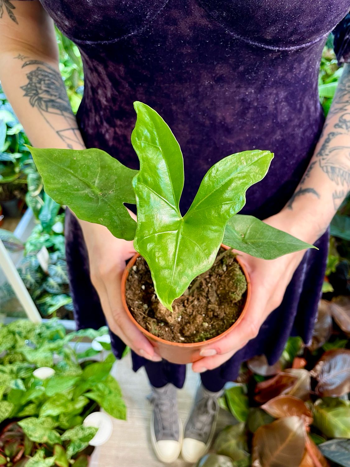 Alocasia nycteris Batwing fi10,5