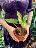 Alocasia nycteris Batwing fi10,5