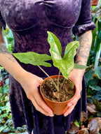 Alocasia nycteris Batwing fi10,5