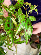 Begonia Amphioxus fi10,5