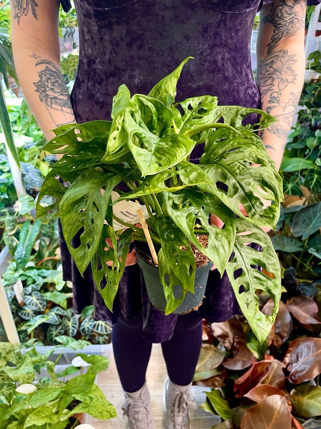 Monstera adansonii Monkey Leaf fi12