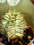 Euphorbia Meloformis Variegata fi6,5