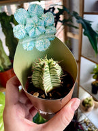 Euphorbia Meloformis Variegata fi6,5