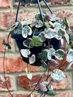 Ceropegia woodii Variegata (String of hearts/ Niz Srca) visilica