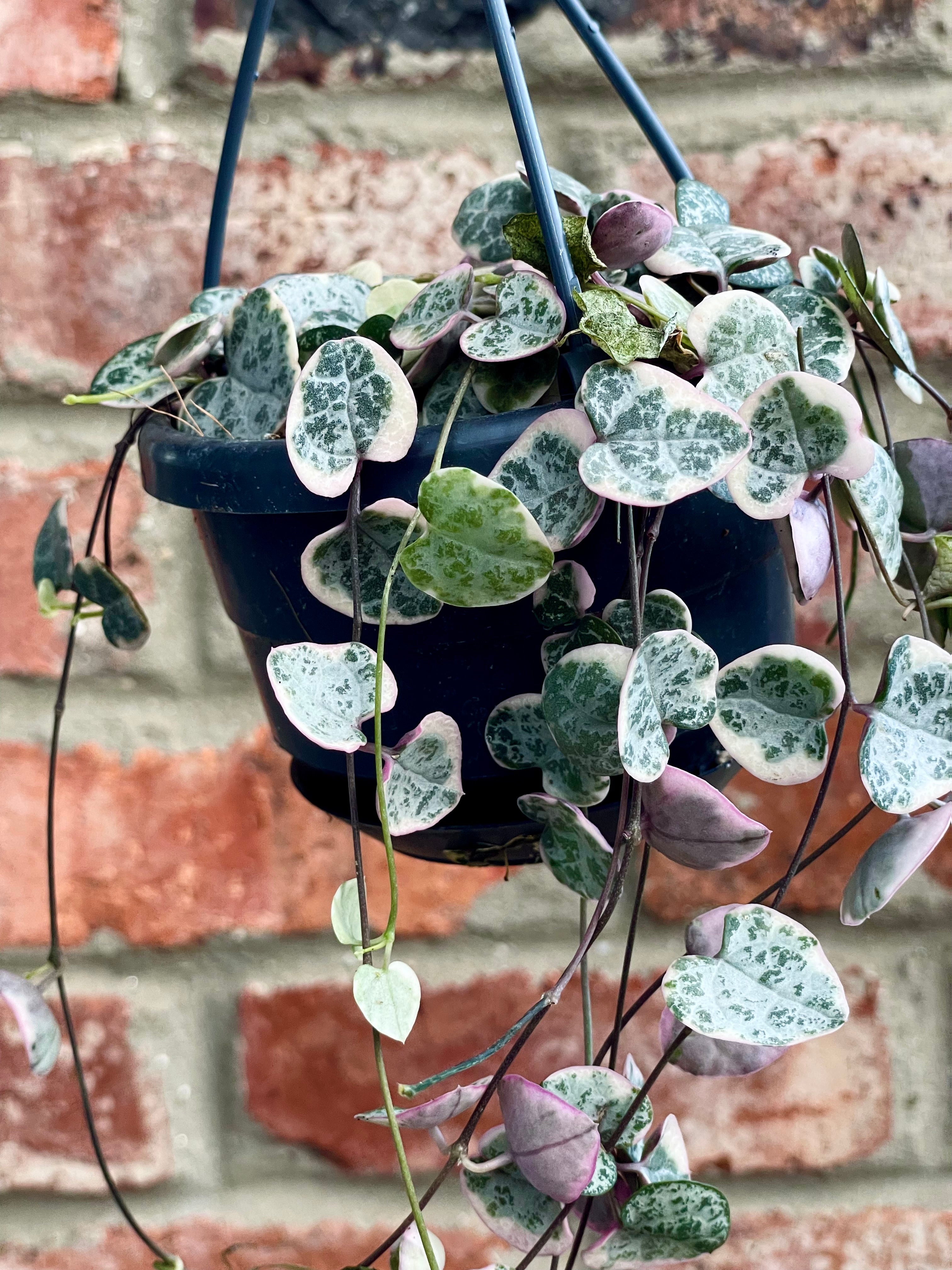 Ceropegia woodii Variegata (String of hearts/ Niz Srca) visilica