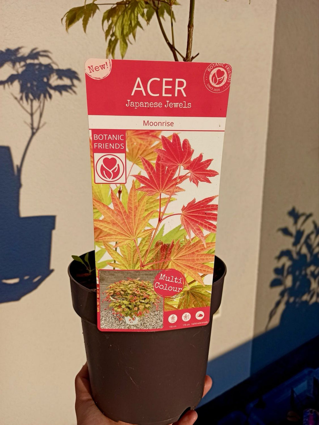 Acer shirasawanum Moonrise fi19