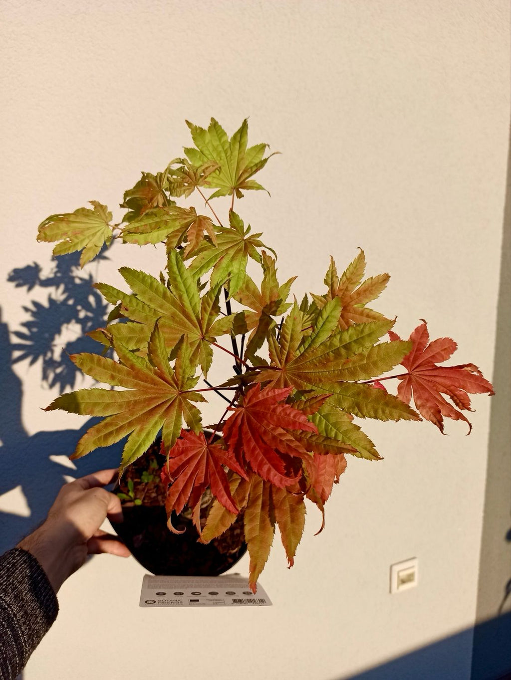 Acer shirasawanum Moonrise fi19