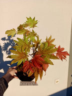 Acer shirasawanum Moonrise fi19