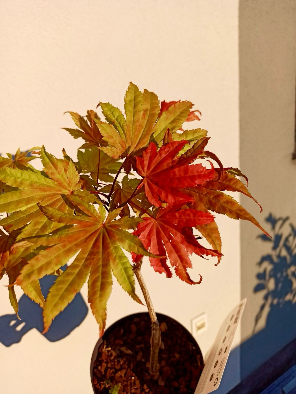 Acer shirasawanum Moonrise fi19
