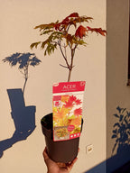 Acer shirasawanum Moonrise fi19