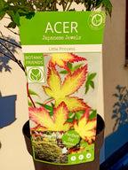 Acer palmatum Little Princess fi19