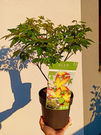 Acer palmatum Little Princess fi19