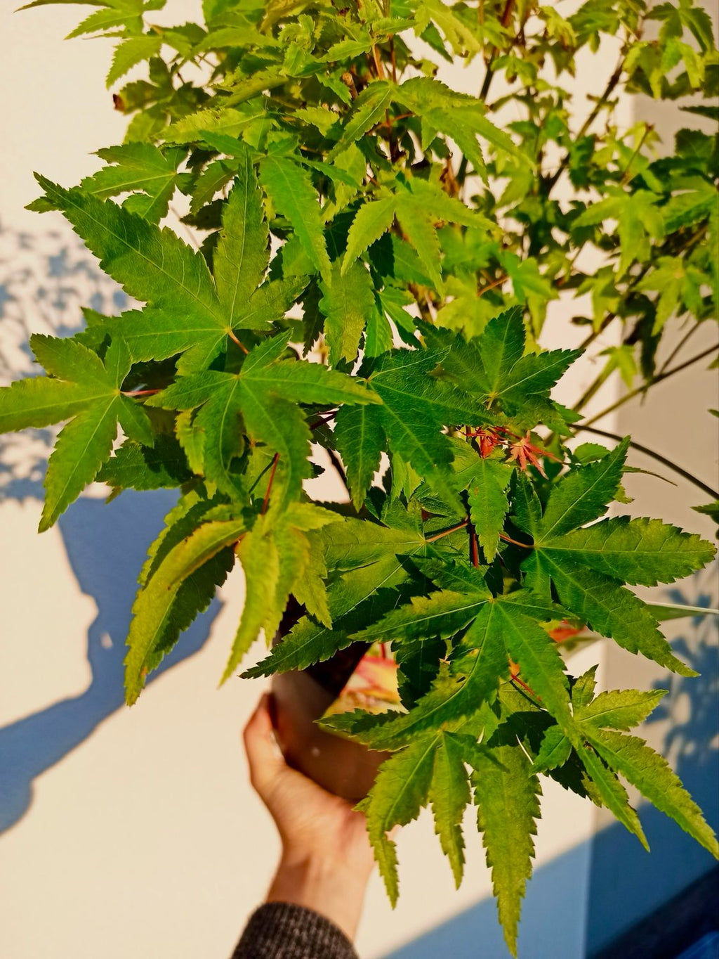 Acer palmatum Little Princess fi19