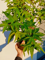 Acer palmatum Little Princess fi19