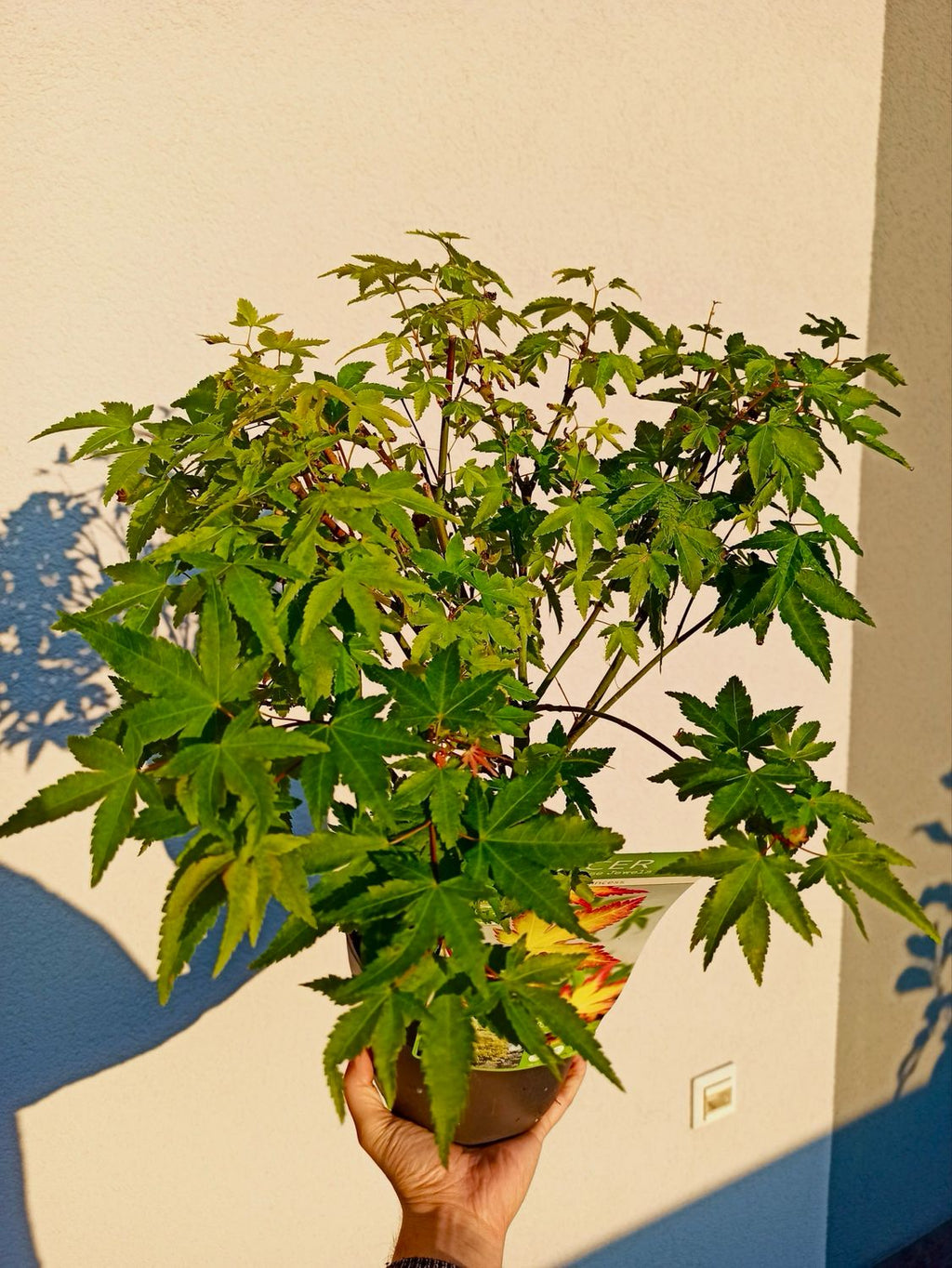 Acer palmatum Little Princess fi19