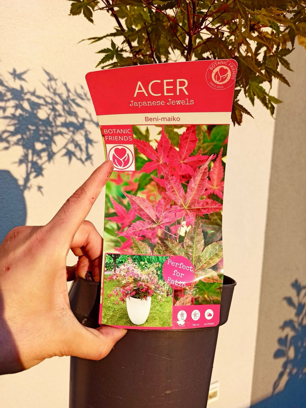 Acer palmatum Beni Maiko fi19