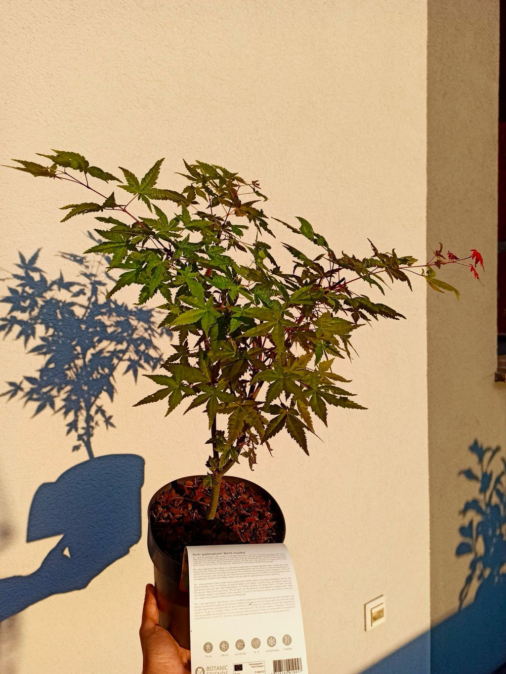 Acer palmatum Beni Maiko fi19