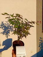 Acer palmatum Beni Maiko fi19