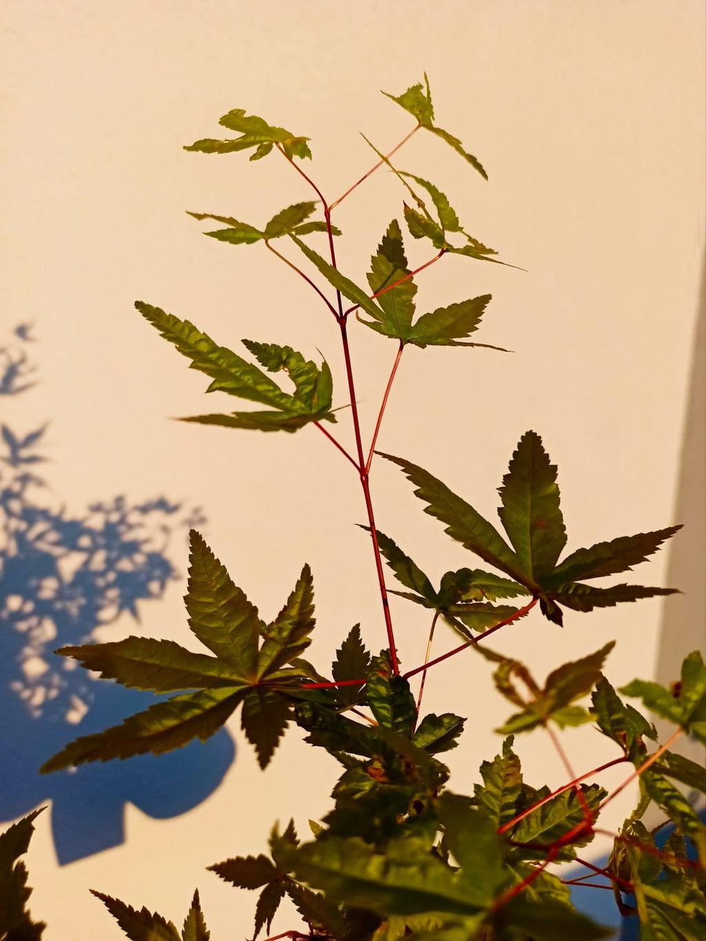 Acer palmatum Beni Maiko fi19