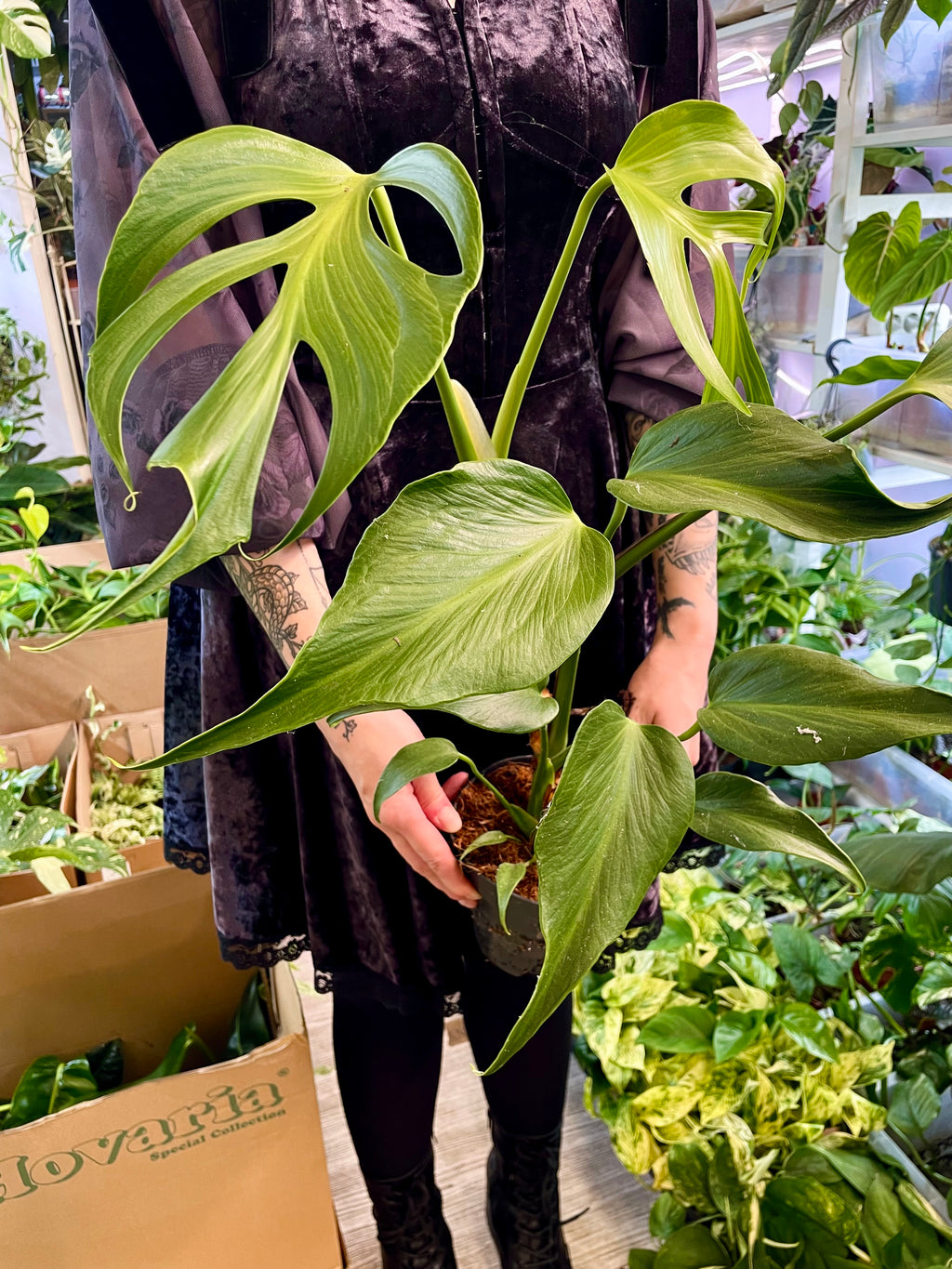Monstera Burle Marx Flame fi15