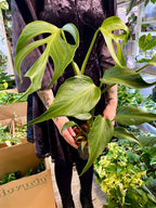Monstera Burle Marx Flame fi15