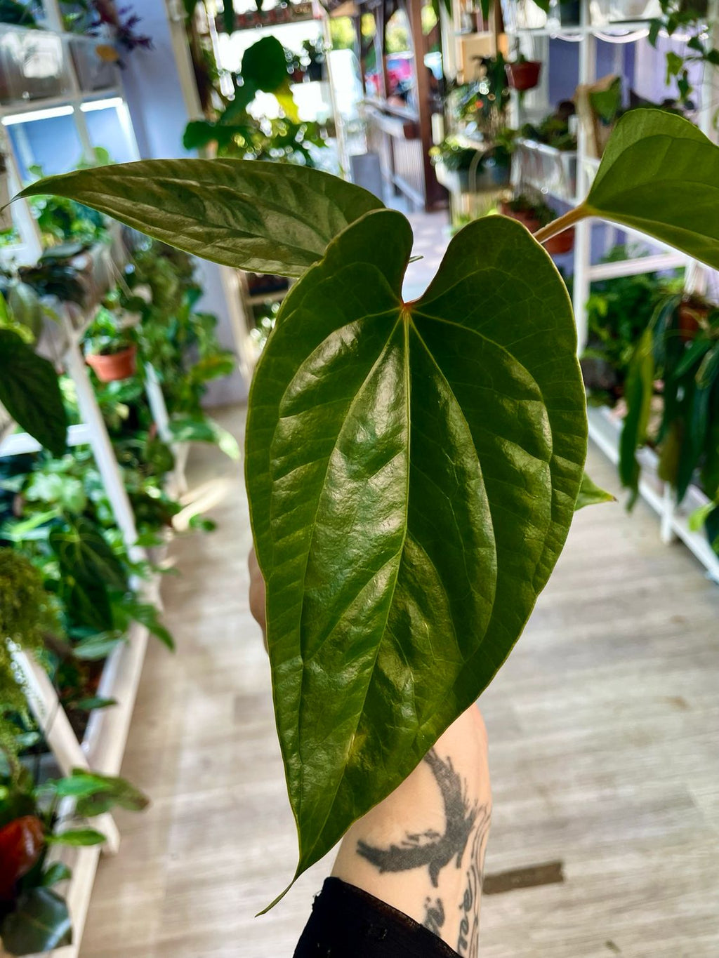 Anthurium Nigrolaminum ‘Gigi’ x Luxurians fi9