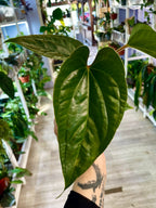 Anthurium Nigrolaminum ‘Gigi’ x Luxurians fi9