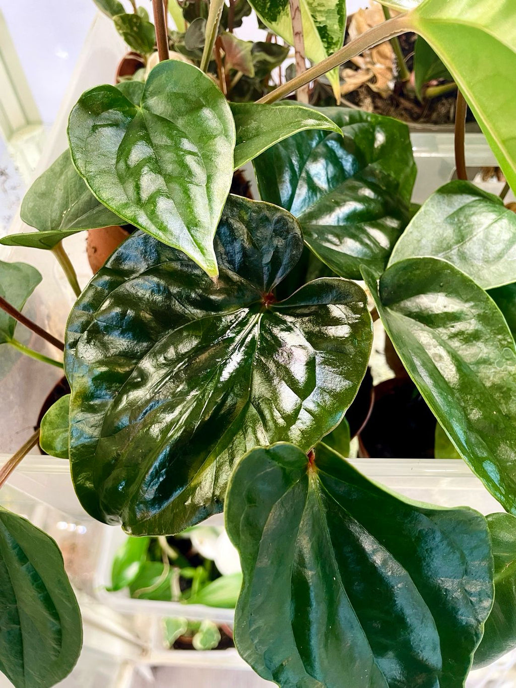 Anthurium Nigrolaminum ‘Gigi’ x Luxurians fi9