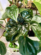 Anthurium Nigrolaminum ‘Gigi’ x Luxurians fi9