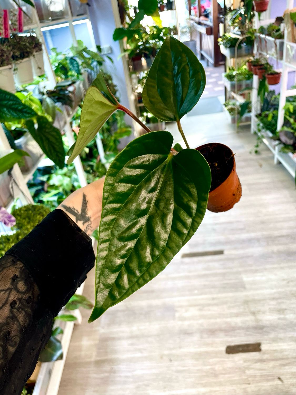 anthurium nigrolaminum gigi Anthurium Nigrolaminum 'Gigi' x Luxurians fi9 – PLANTMANIA
