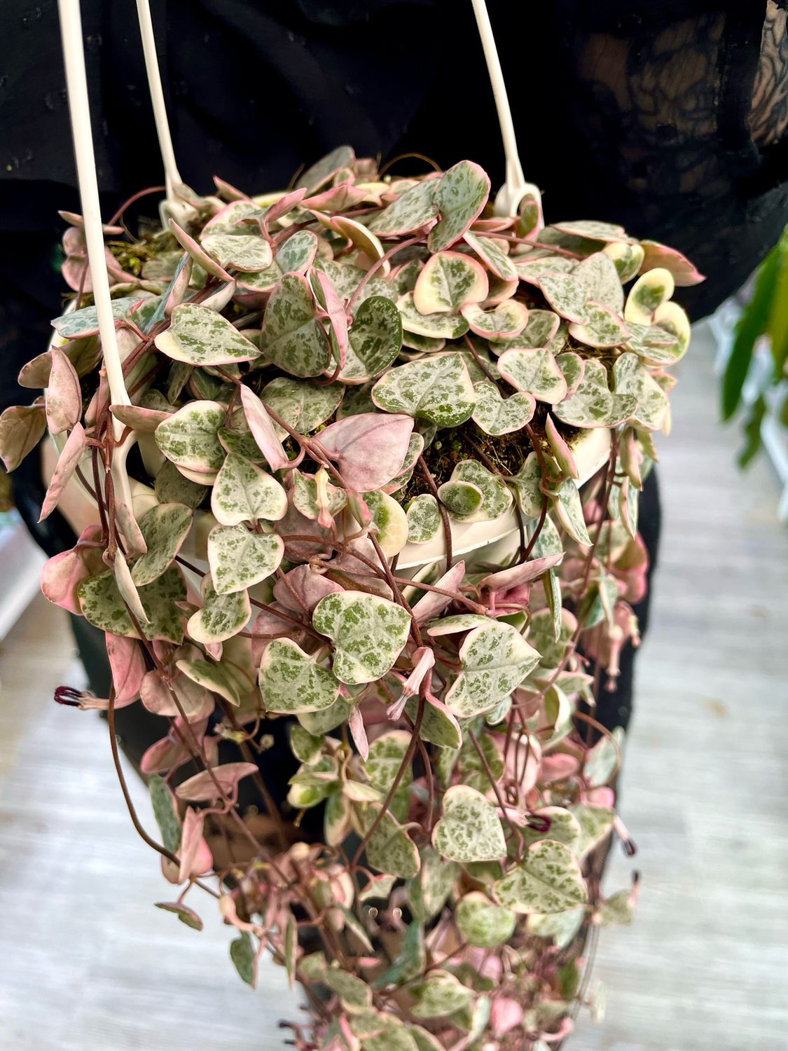 Ceropegia woodii String of Hearts variegated hanging plant, 14cm pot