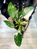 Philodendron White Princess pot 12cm