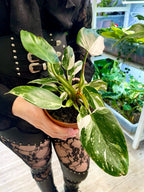 Philodendron White Princess pot 12cm