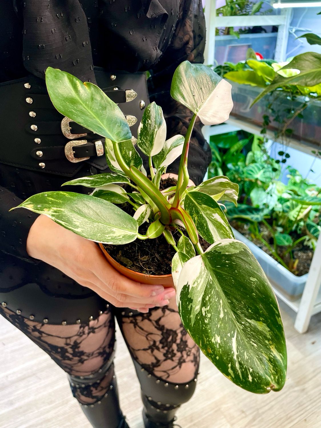 Philodendron White Princess pot 12cm