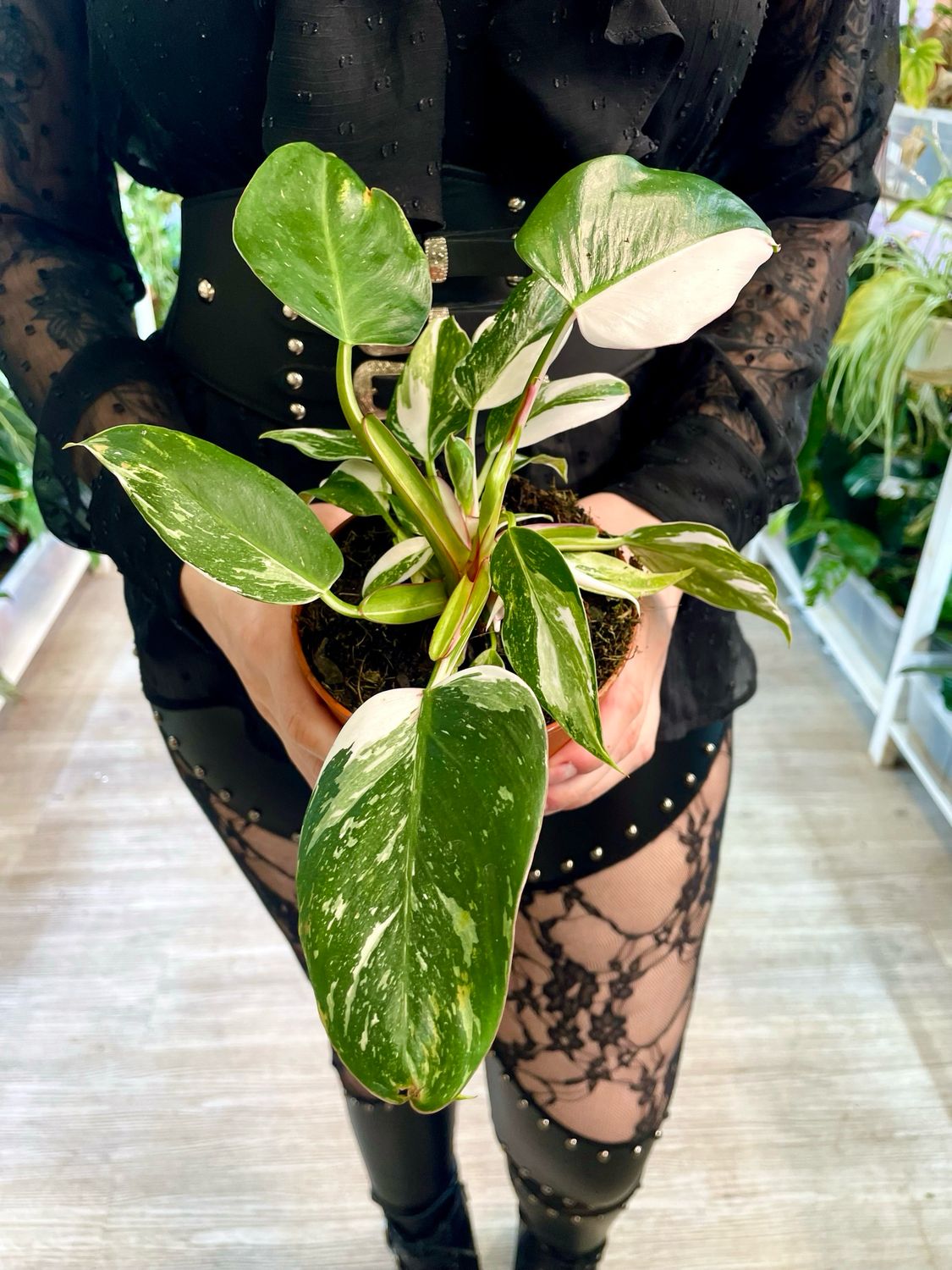 Philodendron White Princess pot 12cm
