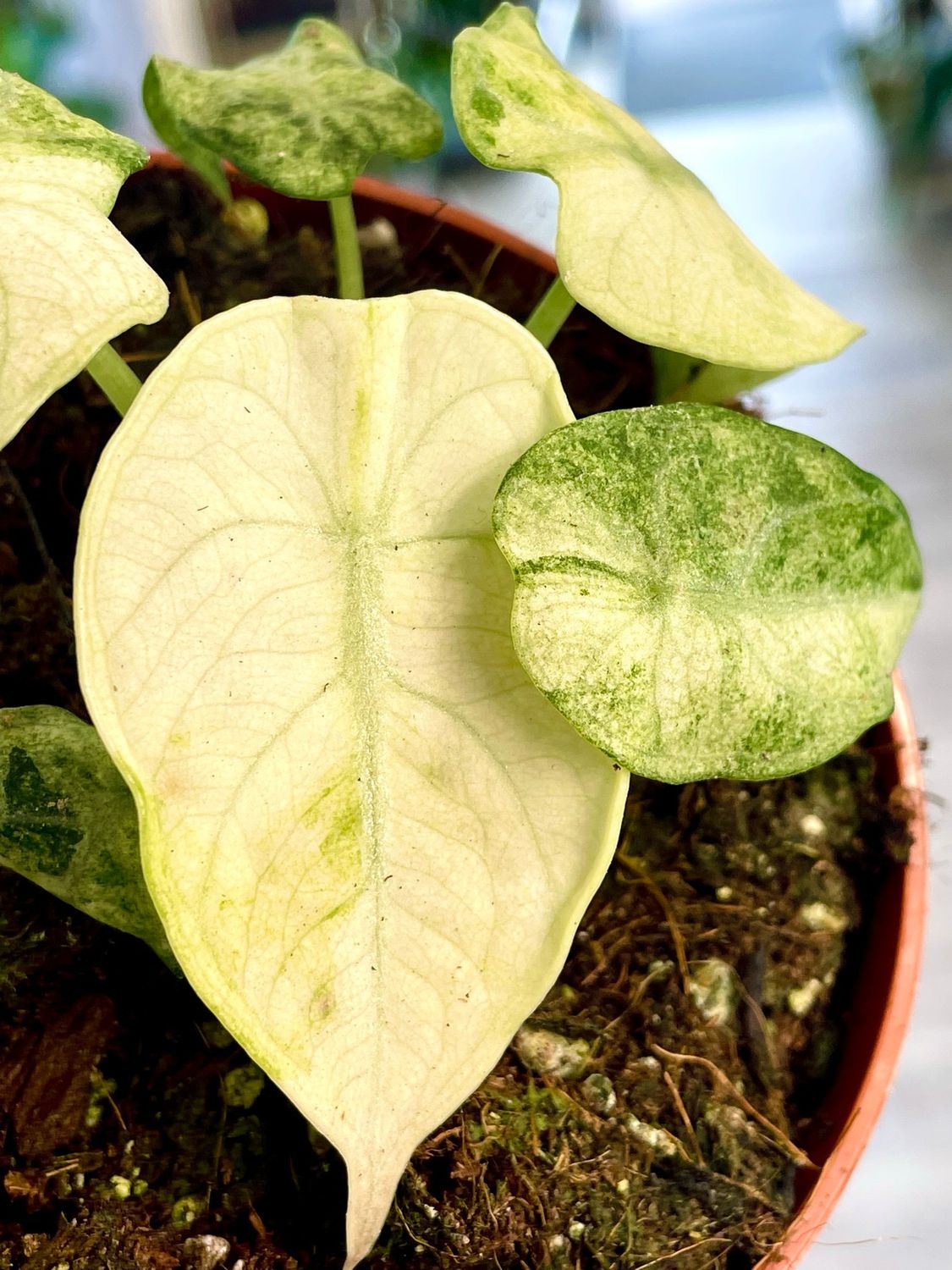 Alocasia Ninja Tricolor fi10,5
